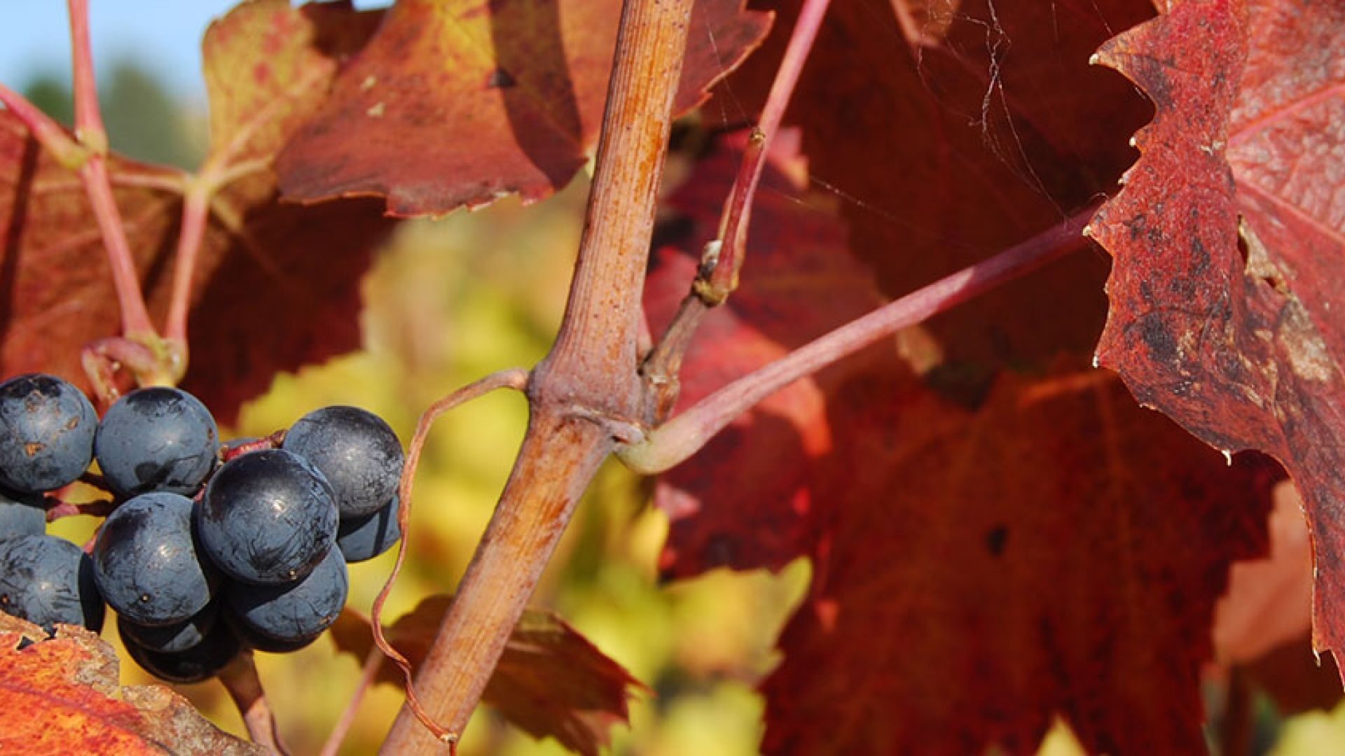 Le Domaine Berger des Vignes
